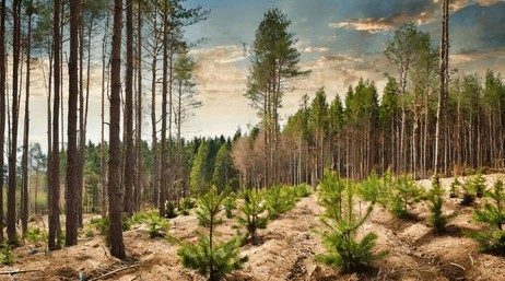 Transforming Sustainable Forestry in East Africa
